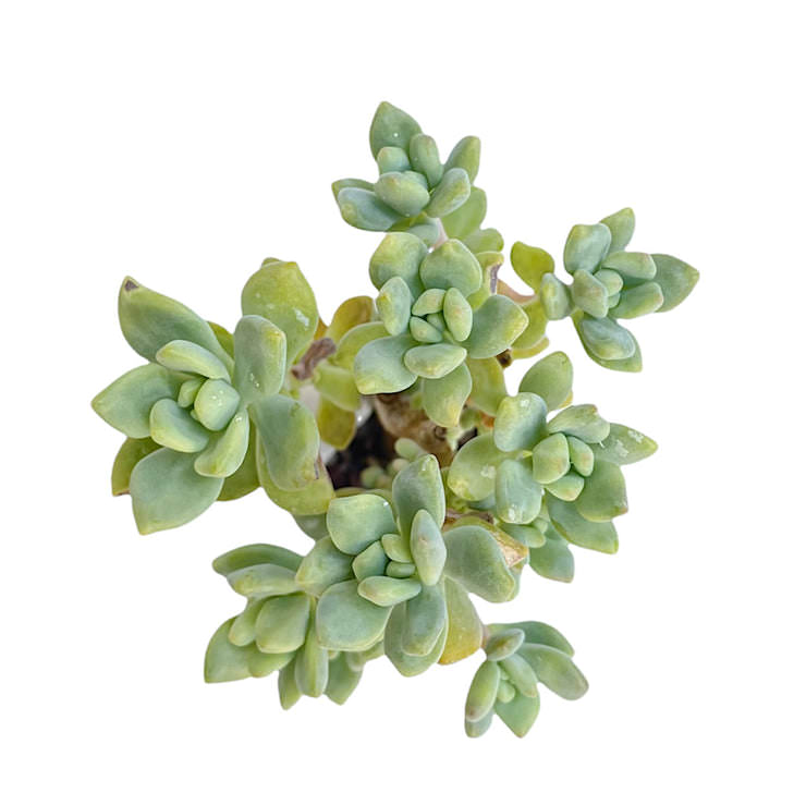 Sedum macdougallii